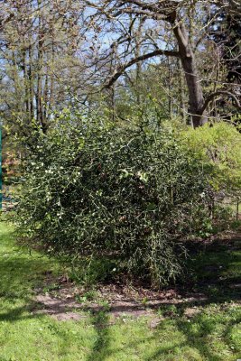 Poncirus trifoliata - citronečník trojlistý - celek